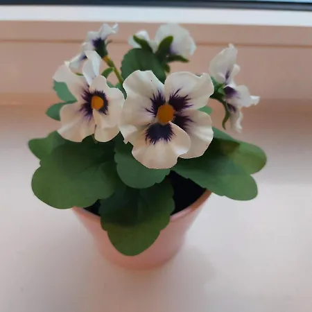 Overnight דירה *